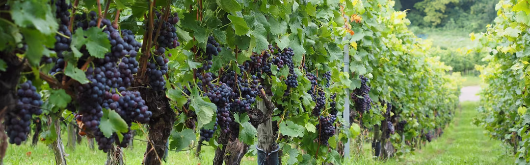 topbar grapes